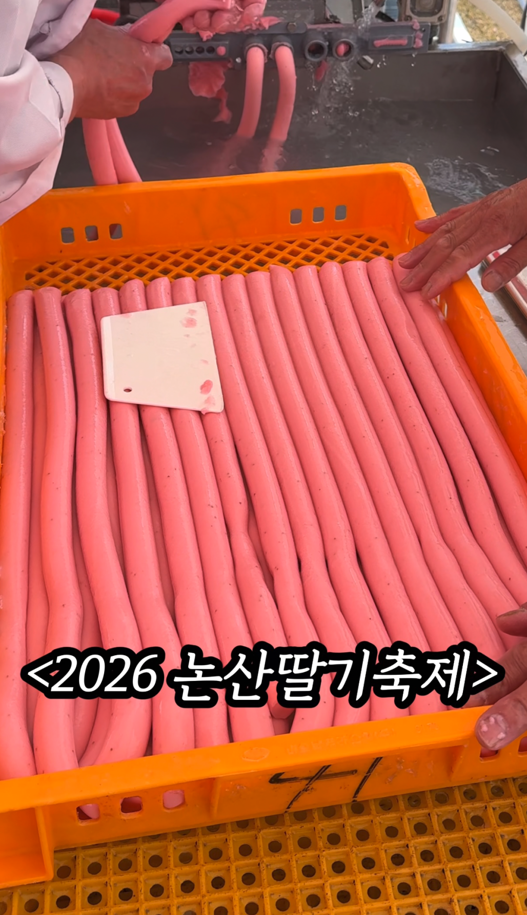 2026 논산딸기축제 일정·주차·지도: 헛걸음 없는 방문 꿀팁 총정리